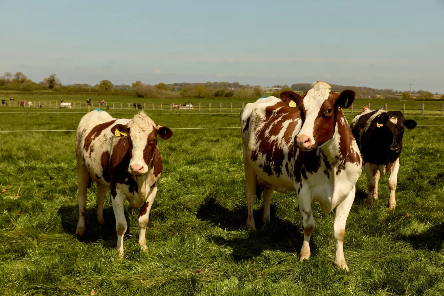 A field of dairy cows