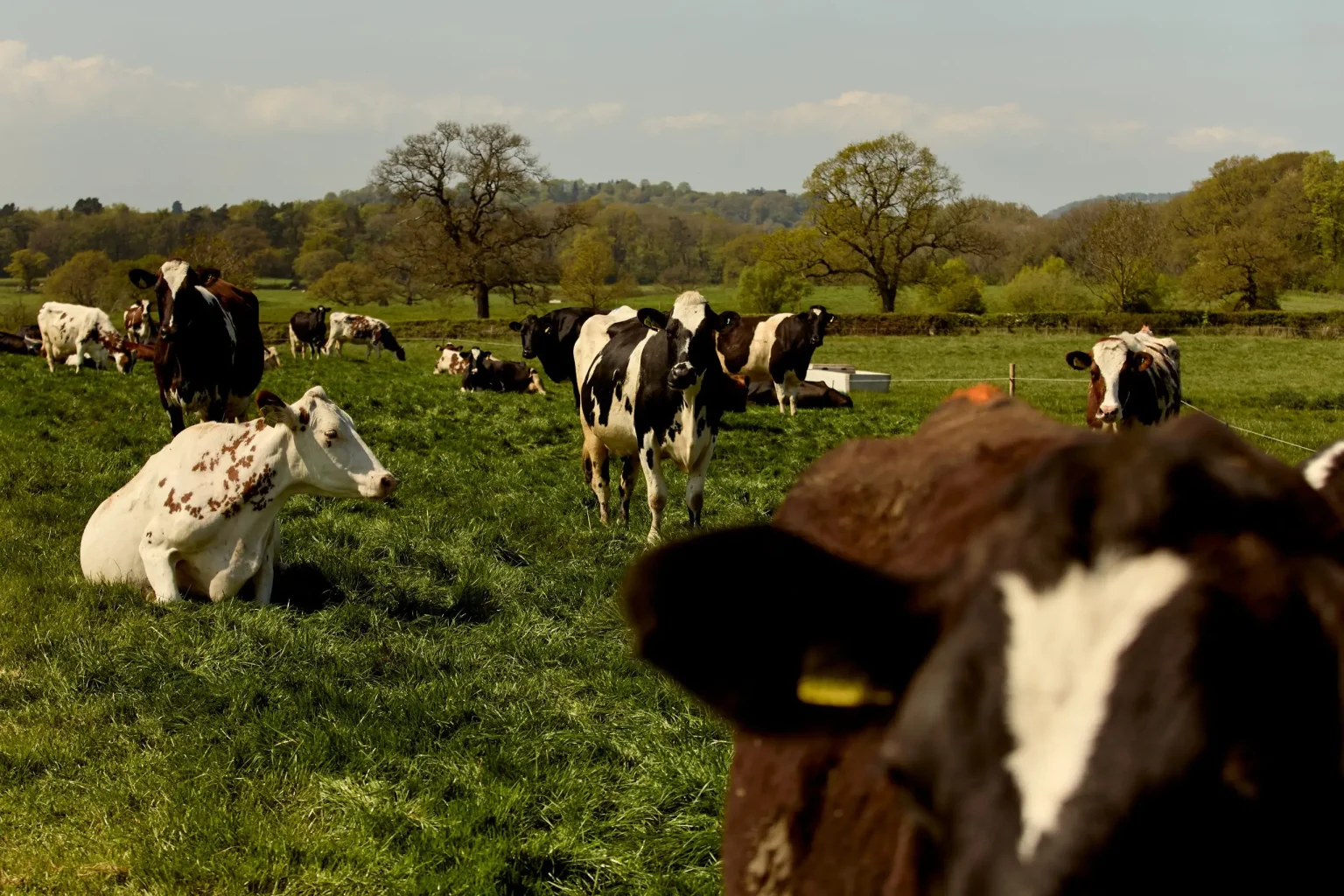 A field of dairy cows